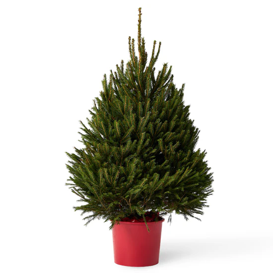 Traditional Norway Spruce